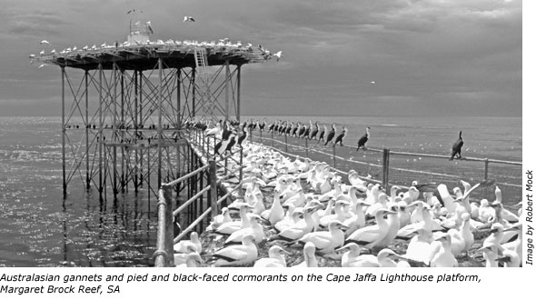 Australasian gannets and pied and black-faced cormorants on the Cape Jaffa Lighthouse platform, Margaret Brock Reef, SA